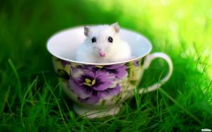 Cute Rodent In A Cup wallpaper thumb