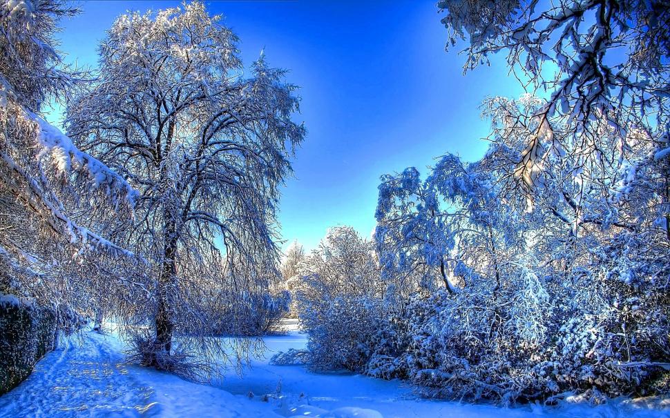Winter Snow Landscape wallpaper,snow HD wallpaper,background HD wallpaper,frozen trees HD wallpaper,2560x1600 wallpaper