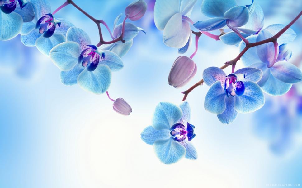 Blue White Orchid Flowers wallpaper,blue HD wallpaper,white HD wallpaper,orchid HD wallpaper,flowers HD wallpaper,2560x1600 wallpaper