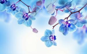 Blue White Orchid Flowers wallpaper thumb