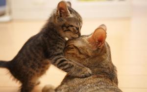 Cat, kitten, family, kiss wallpaper thumb