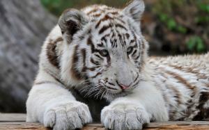 White tiger, predator wallpaper thumb
