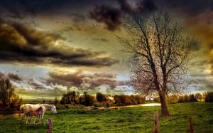 Farm field, horses, trees, house, clouds, HDR style wallpaper thumb