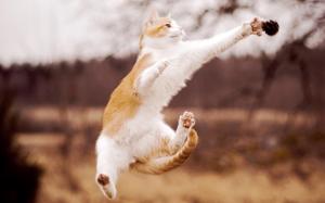 Cat beautiful jumping wallpaper thumb