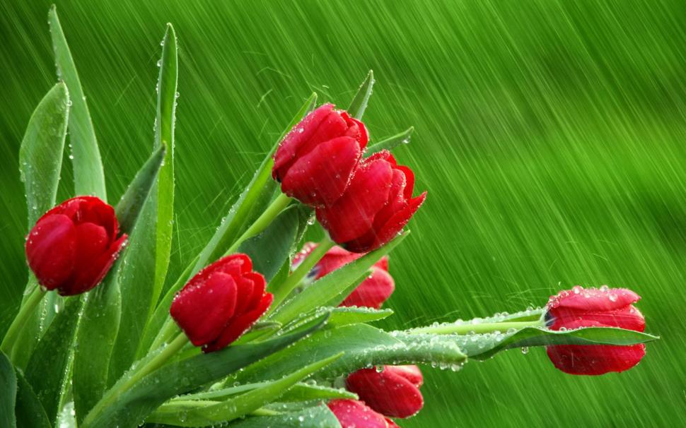 Red tulips green background wallpaper,Red HD wallpaper,Tulip HD wallpaper,Green HD wallpaper,1920x1200 wallpaper
