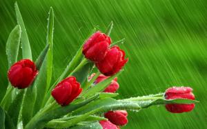 Red tulips green background wallpaper thumb