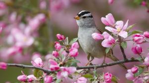 Spring peach blossom and the birds wallpaper thumb
