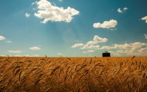 Summer Wheat Field Gold Spikes Sky Clouds Landscapes Grass HD Free wallpaper thumb