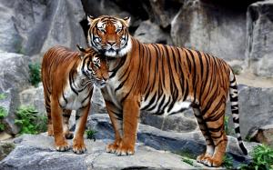 Tiger with its cub wallpaper thumb