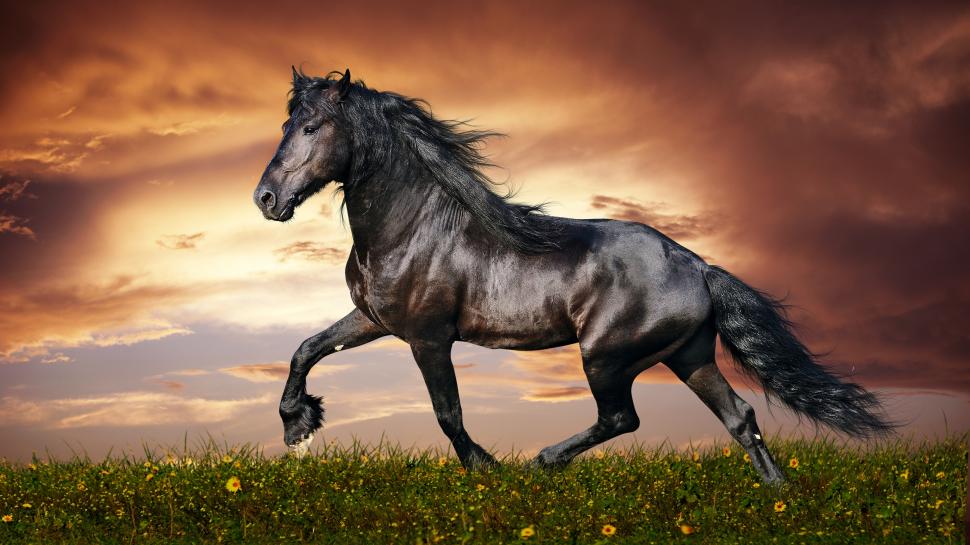 Beautiful Black Horse wallpaper,horse HD wallpaper,3840x2160 wallpaper