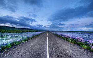 Iceland landscape, road, meadows, flowers, horizon, blue sky wallpaper thumb