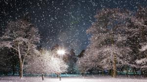 Snow Shower In The Park wallpaper thumb