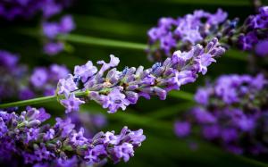 Blue lavender flowers, blur wallpaper thumb