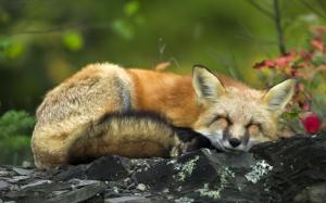 Fox, Animals, Small, Sleeping, Closed Eyes, Photography, Depth Of Field wallpaper thumb