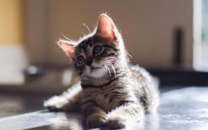 Cute baby kitten, look, eyes, glare wallpaper thumb