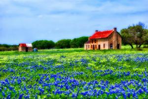 Hill Country Bluebonnets wallpaper thumb
