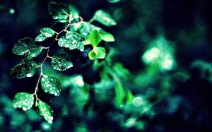 Water Drops Leaves Bokeh HD wallpaper thumb