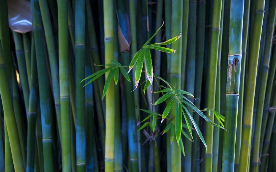 Nice Bamboo Plant wallpaper,1920x1200 wallpaper