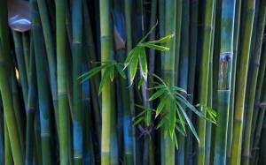Nice Bamboo Plant wallpaper thumb