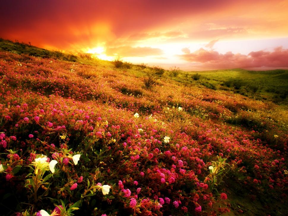 Field of flowers fields nature sunsets HD wallpaper,nature wallpaper,flowers wallpaper,field wallpaper,fields wallpaper,sunsets wallpaper,1600x1200 wallpaper