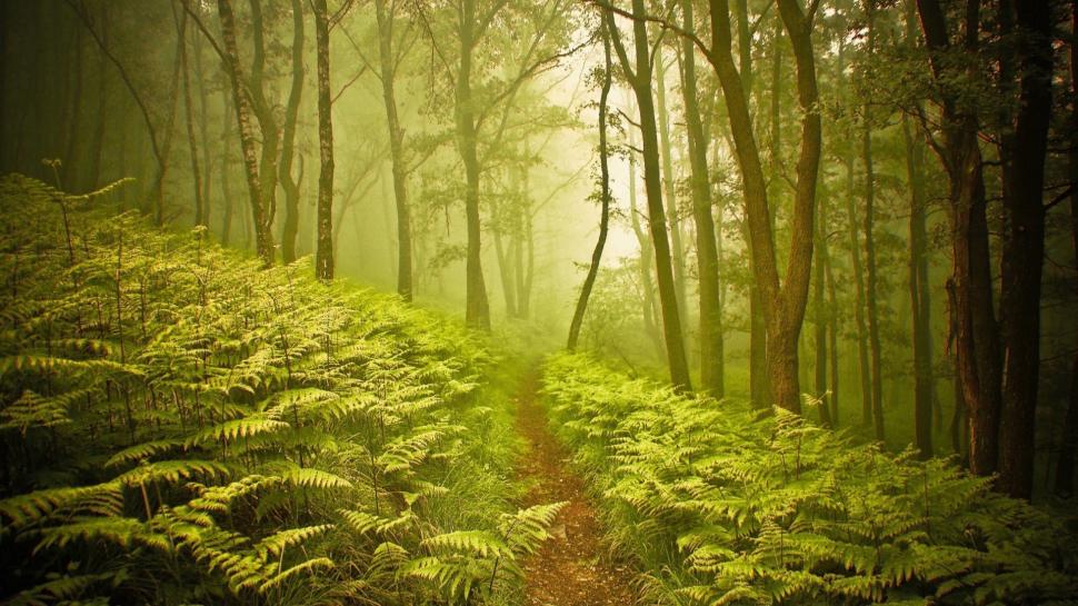 Small Path Through Foggy Forest wallpaper,Forest HD wallpaper,1920x1080 wallpaper