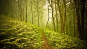Small Path Through Foggy Forest wallpaper thumb