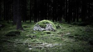 Moss covered stone in the woods wallpaper thumb