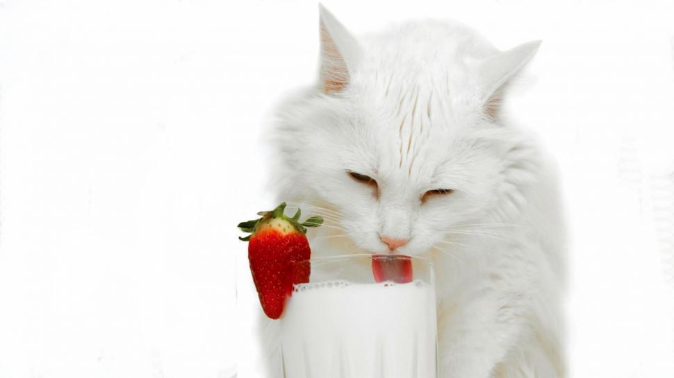 Cat Milk White Strawberry Lick HD wallpaper,animals HD wallpaper,white HD wallpaper,cat HD wallpaper,strawberry HD wallpaper,milk HD wallpaper,lick HD wallpaper,1920x1080 wallpaper