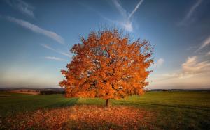 tree, autumn, field, grass wallpaper thumb