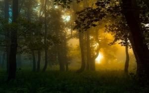 Nature, Forest, Carpathians, Sunrise, Landscape, Mist, Trees, Shrubs, Sunlight, Atmosphere wallpaper thumb