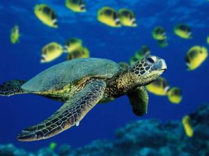 Sea Turtle, Animals, Sea, Fish, Blue, Photography wallpaper thumb