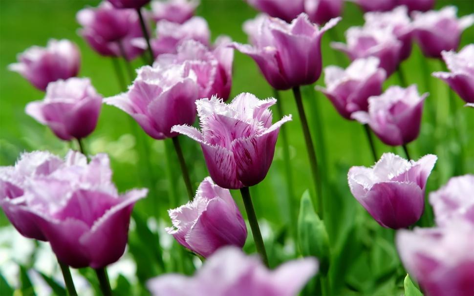 Purple tulips, flowers, petals, spring wallpaper,Purple HD wallpaper,Tulips HD wallpaper,Flowers HD wallpaper,Petals HD wallpaper,Spring HD wallpaper,1920x1200 wallpaper
