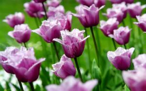 Purple tulips, flowers, petals, spring wallpaper thumb