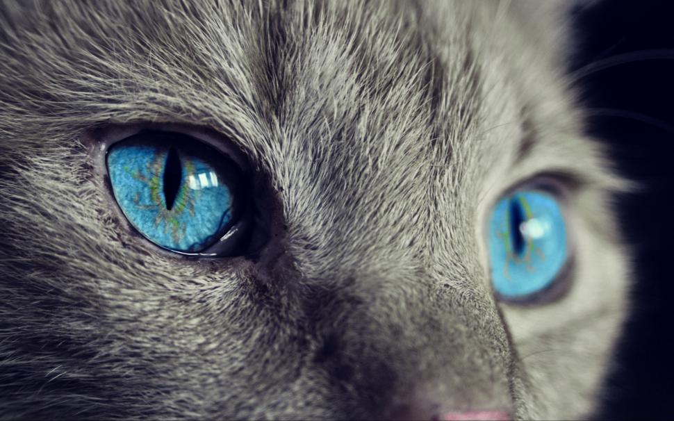 Cat blue eyes wallpaper,cat wallpapers HD wallpaper,face backgrounds HD wallpaper,blue eyes HD wallpaper,  HD wallpaper,2880x1800 wallpaper