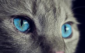 Cat blue eyes wallpaper thumb