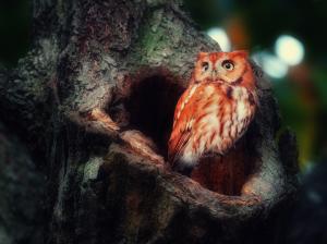 Red feather owl in the forest wallpaper thumb