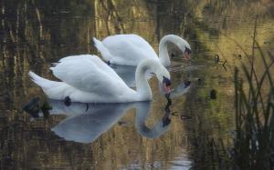 Pond, white swans wallpaper thumb
