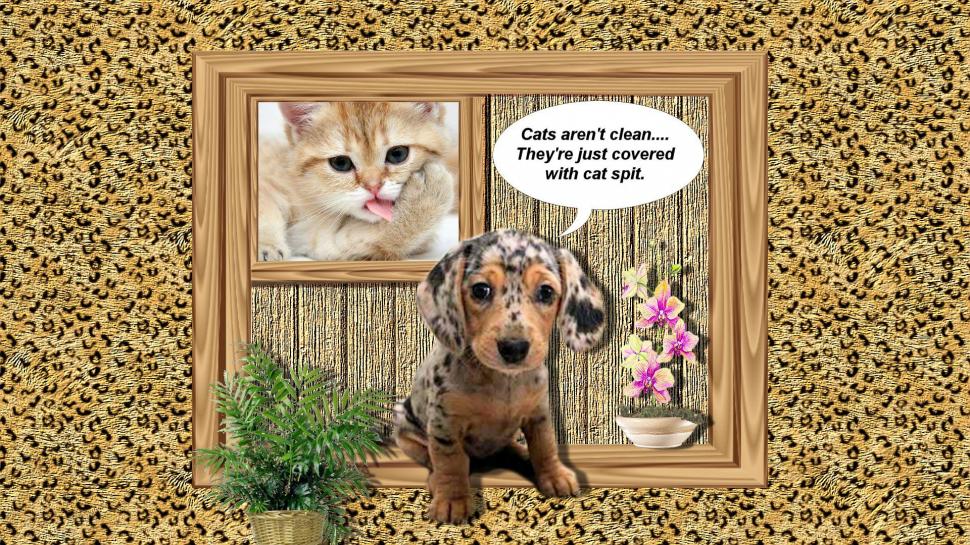 Cat Spit wallpaper,cats HD wallpaper,funny HD wallpaper,dogs HD wallpaper,animals HD wallpaper,1920x1080 wallpaper