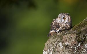 Long Eared Owl wallpaper thumb