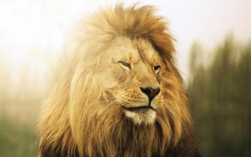 Lion Predator wallpaper,lion HD wallpaper,predator HD wallpaper,2560x1600 wallpaper