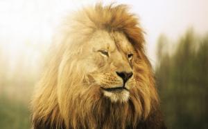 Lion Predator wallpaper thumb
