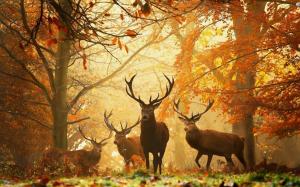 Stags in autumn forest wallpaper thumb