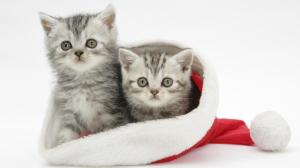 Kittens In Santa's Hat wallpaper thumb