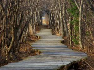 sorcerer's path Landscape Trees wood HD wallpaper thumb