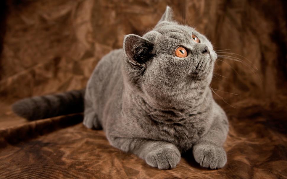 Gray cat surprised expression wallpaper,Gray HD wallpaper,Cat HD wallpaper,Surprised HD wallpaper,Expression HD wallpaper,1920x1200 wallpaper