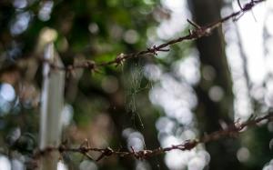 Barb Wire Spider Web Web Fence Bokeh Macro HD wallpaper thumb