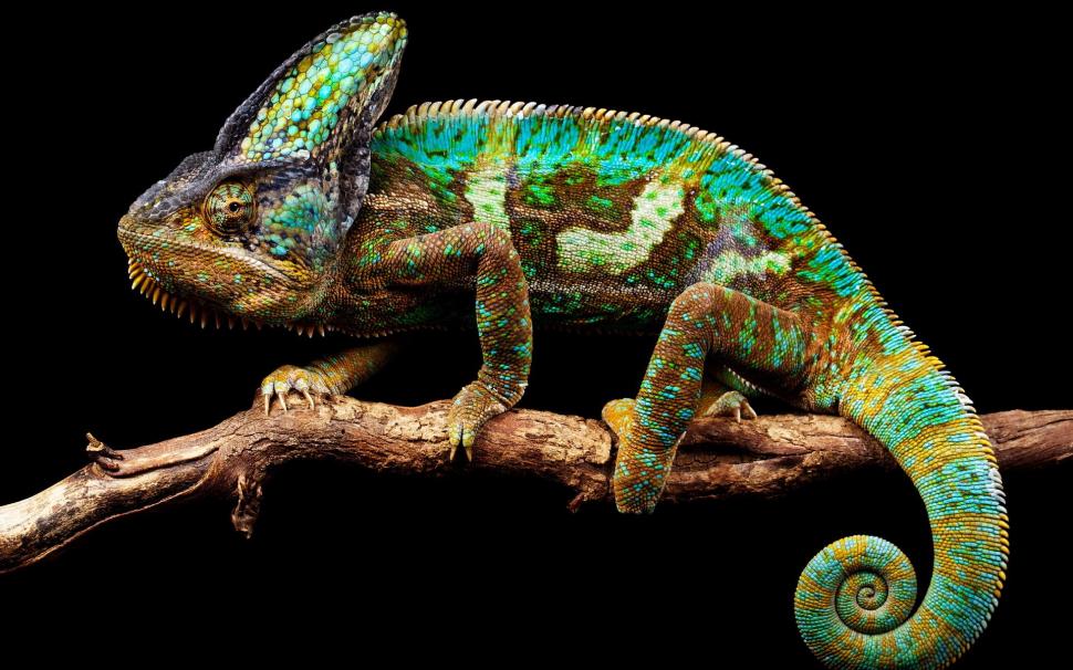 Chameleon background wallpaper,chameleon nature HD wallpaper,background HD wallpaper,1920x1200 wallpaper