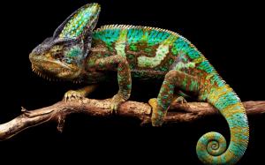 Chameleon background wallpaper thumb