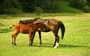 Horses On Green Meadow wallpaper thumb