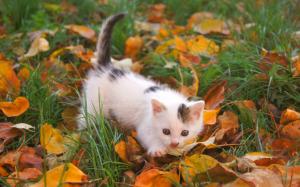 Cat Kitten Leaves Autumn HD wallpaper thumb
